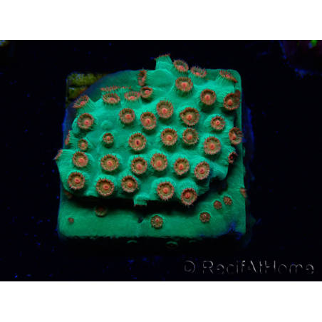 WYSIWYG - WWC Cyphastrea Jingle Bells