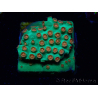 WYSIWYG - WWC Cyphastrea Jingle Bells