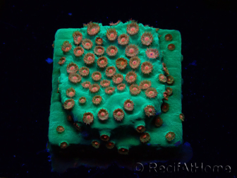 WYSIWYG - WWC Cyphastrea Jingle Bells