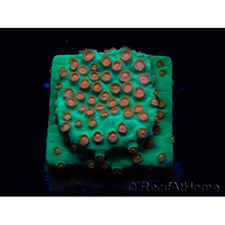 WYSIWYG - WWC Cyphastrea Jingle Bells