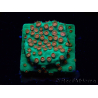 WYSIWYG - WWC Cyphastrea Jingle Bells