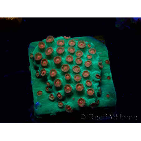 WYSIWYG - WWC Cyphastrea Jingle Bells