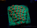 WYSIWYG - WWC Cyphastrea Jingle Bells 3M6