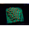 WYSIWYG - WWC Cyphastrea Jingle Bells