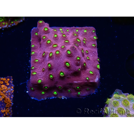 WYSIWYG - CB Cyphastrea Blingbling