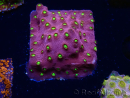 WYSIWYG - CB Cyphastrea Blingbling