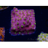 WYSIWYG - CB Cyphastrea Blingbling