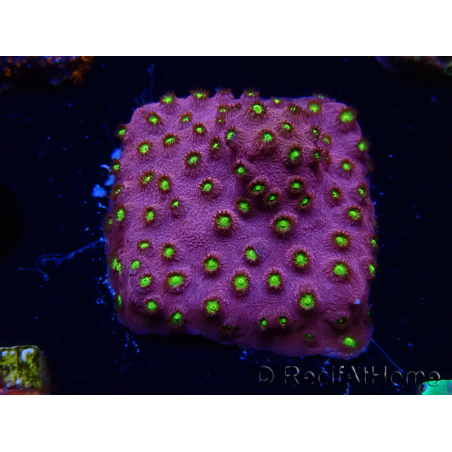 WYSIWYG - CB Cyphastrea Blingbling