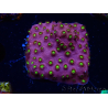 WYSIWYG - CB Cyphastrea Blingbling