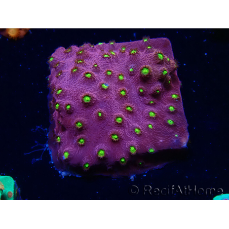WYSIWYG - CB Cyphastrea Blingbling 3M9