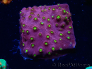 WYSIWYG - CB Cyphastrea Blingbling 3M9