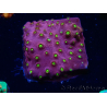 WYSIWYG - CB Cyphastrea Blingbling
