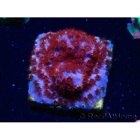 WYSIWYG - BigR Cyphastrea Skittles Bomb 3M10