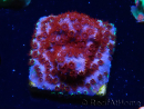 WYSIWYG - BigR Cyphastrea Skittles Bomb