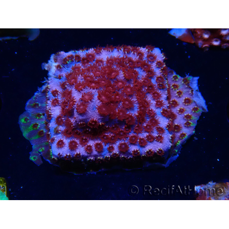 WYSIWYG - BigR Cyphastrea Skittles Bomb