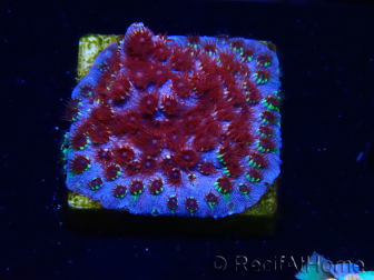 WYSIWYG - BigR Cyphastrea Skittles Bomb 3M12