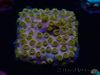 WYSIWYG - WWC Cyphastrea Copper head 3N2