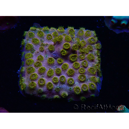WYSIWYG - WWC Cyphastrea Copper head