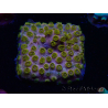 WYSIWYG - WWC Cyphastrea Copper head