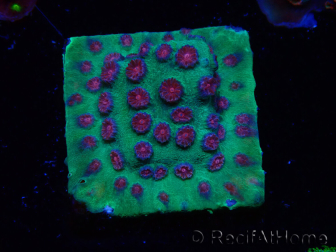 WYSIWYG - Cyphastrea Alien Pox