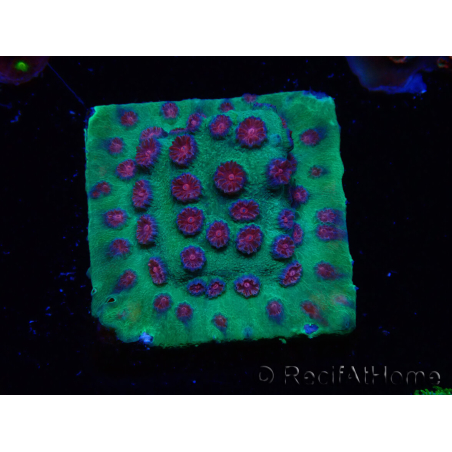 WYSIWYG - Cyphastrea Alien Pox
