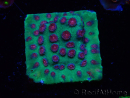 WYSIWYG - Cyphastrea Alien Pox