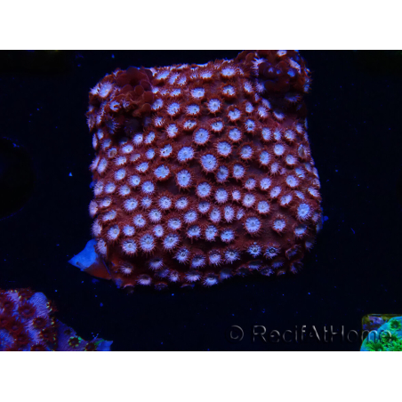 WYSIWYG - RAH Cyphastrea Moon Rocks