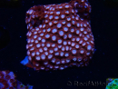 WYSIWYG - RAH Cyphastrea Moon Rocks