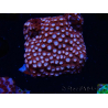 WYSIWYG - RAH Cyphastrea Moon Rocks