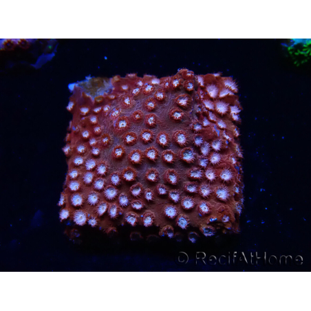 WYSIWYG - RAH Cyphastrea Moon Rocks 3O3