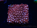 WYSIWYG - RAH Cyphastrea Moon Rocks