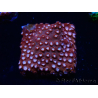 WYSIWYG - RAH Cyphastrea Moon Rocks