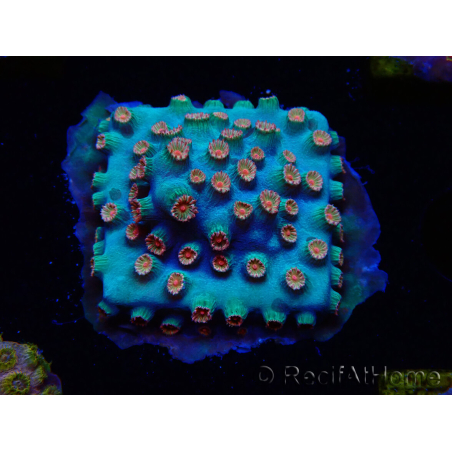 WYSIWYG - Cyphastrea Meteor Shower