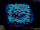 WYSIWYG - Cyphastrea Meteor Shower