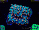WYSIWYG - Cyphastrea Meteor Shower
