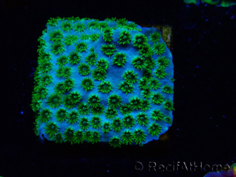 WYSIWYG - RAH Cyphastrea Minefiels
