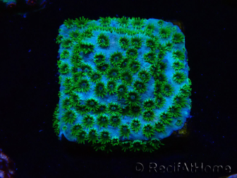 WYSIWYG - RAH Cyphastrea Minefiels