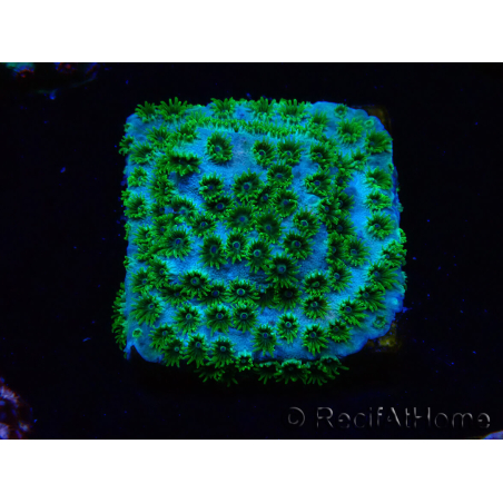 WYSIWYG - RAH Cyphastrea Minefiels