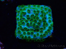 WYSIWYG - RAH Cyphastrea Minefiels