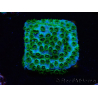 WYSIWYG - RAH Cyphastrea Minefiels