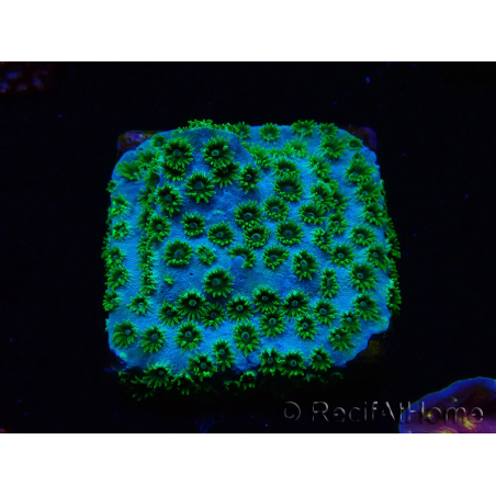 WYSIWYG - RAH Cyphastrea Minefiels
