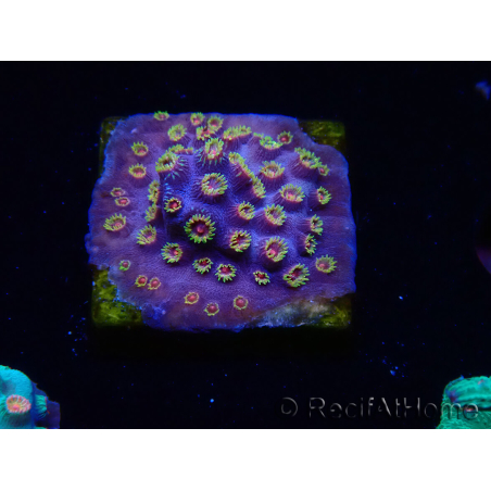 WYSIWYG - RAH Cyphastrea Purple Rain