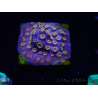 WYSIWYG - RAH Cyphastrea Purple Rain