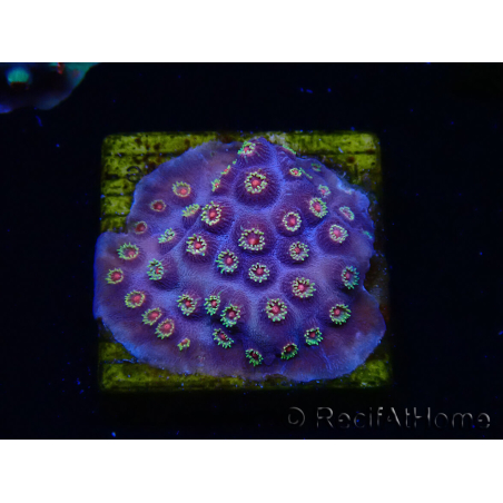 WYSIWYG - RAH Cyphastrea Purple Rain 3O12