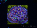 WYSIWYG - RAH Cyphastrea Purple Rain 3O12