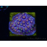 WYSIWYG - RAH Cyphastrea Purple Rain 3O12