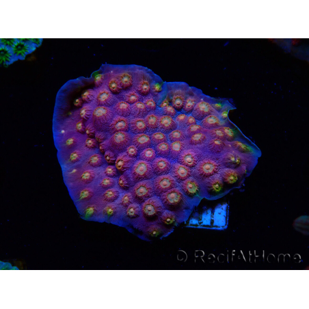 WYSIWYG - WWC Cyphastrea Rainbow Madness 3P4