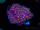 WYSIWYG - WWC Cyphastrea Rainbow Madness
