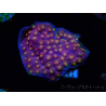 WYSIWYG - WWC Cyphastrea Rainbow Madness 3P4