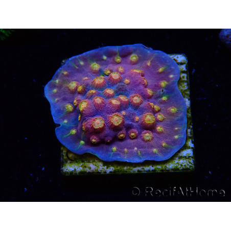 WYSIWYG - WWC Cyphastrea Rainbow Madness